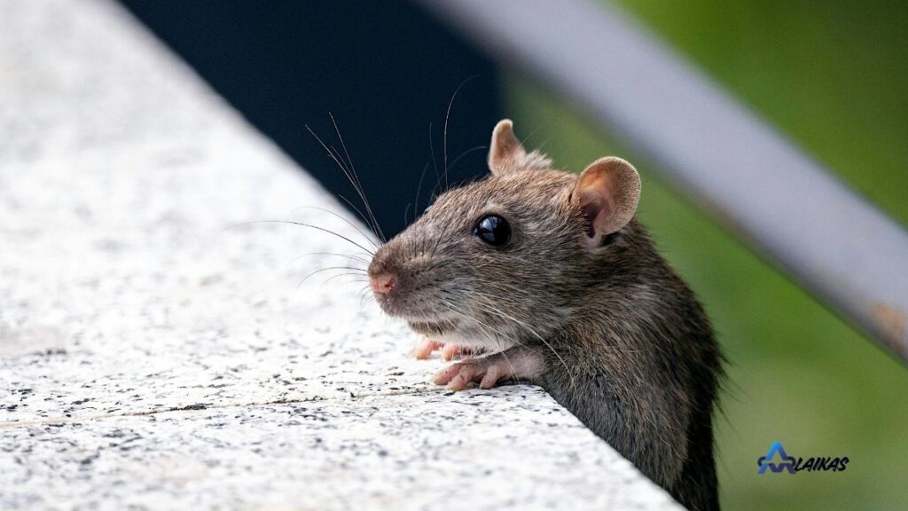 spring pest prevention tips
