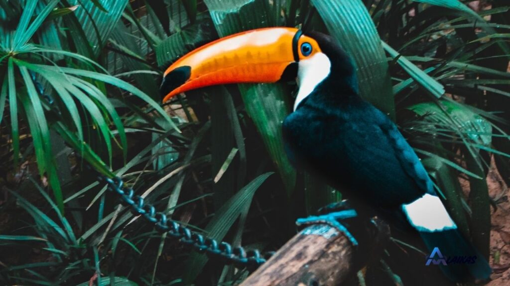 Colorful tropical birds living in a lush jungle habitat
